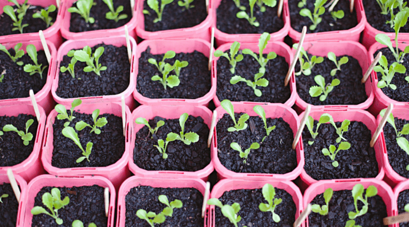 How to Grow Your Accounting Practice Through Automation
